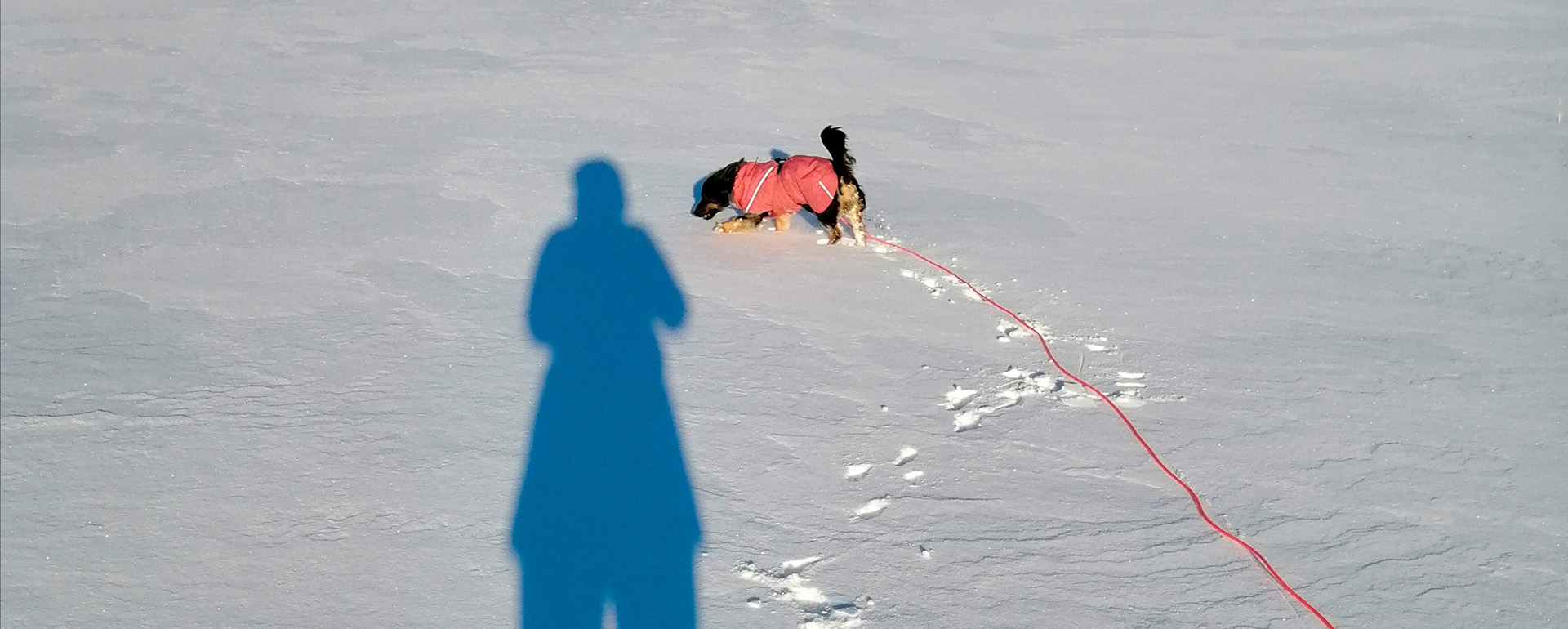 Lumihankeen heijastuu ihmisen varjo. Hangessa näkyy koiran tassujen jälkiä ja pieni mäyräkoira ulkoilee.