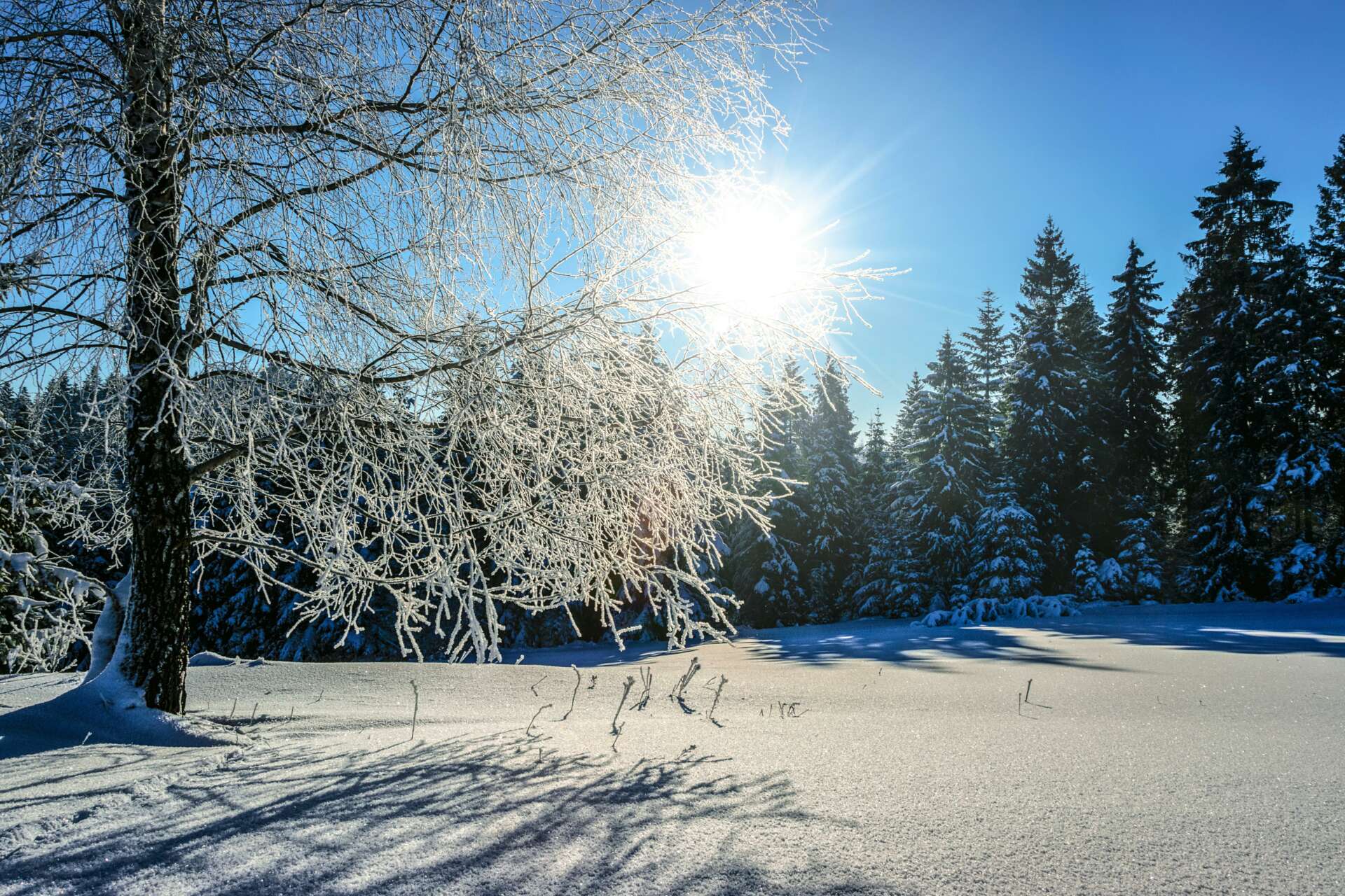Aurinko paistaa puiden sinisellä taivaalla puiden latvojen yläpuolella, koivun oksien lomasta. Koivun oksat ovat pakkasesta huurteiset ja valkoinen lumihanki koskematon.